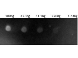 Goat anti-Human IgG (H+L) Secondary Antibody, Novus Biologicals 2 mg; Unconjugated:Antibodies,